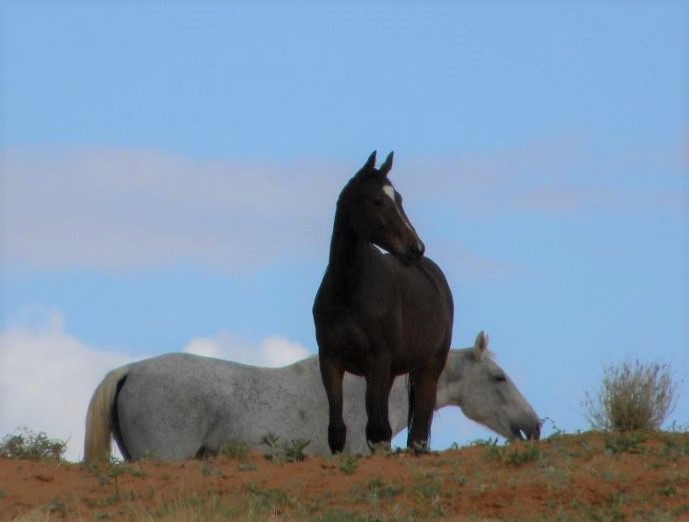 Useful Hints for the Horse Novice