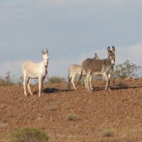 Feral mule (left) and donkeys, outback Australia