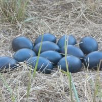 Emu Eggs, Australia