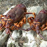 Crayfish in the Western Wilds