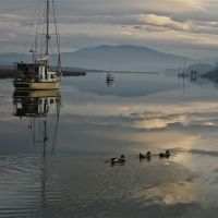 Dawn, Franklin, Tasmania