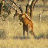 Itchy kangaroo, South West Queensland