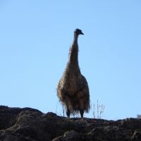 Emu on the skyline